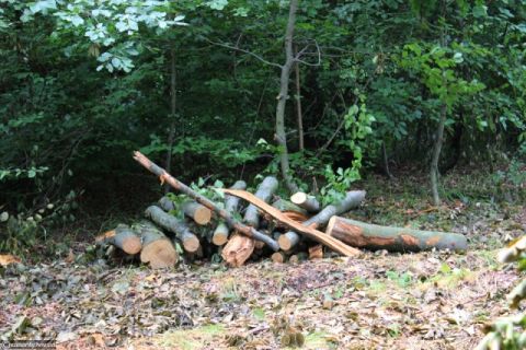У Дрогобицькому лісництві незаконно вирубують дерева