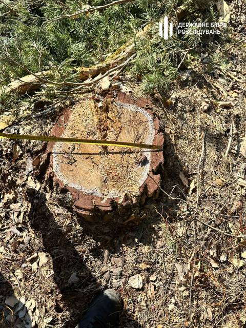 Колишній керівник Рава-Руського лісництва дозволив незаконно вирубати ліс на десять мільйонів гривень