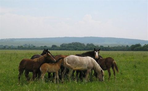 За фактом розстрілу коней на Мостищині відкрито кримінальне провадження