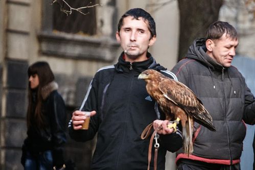 У Львові захисники тварин спільно з "Беркутом" врятували орлів від горе-бізнесменів