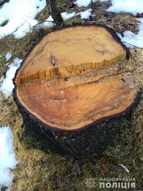 Місцевий мешканець вирубував дерева у парку Надсянський на Самбірщині