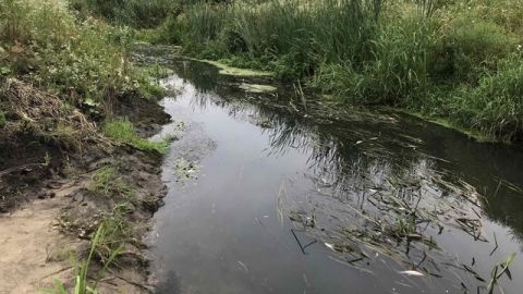 На річці Щирка виявили загибель риби