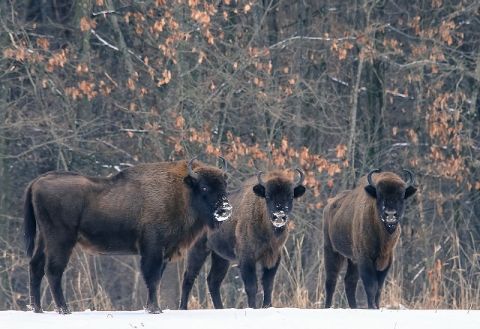 На Львівщині побільшало зубрів та ведмедів