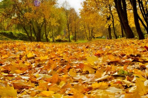 Погода на п'ятницю: без опадів, +21 С°