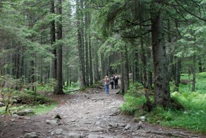 На Сколівщині продовжують пошуки хлопця, який заблукав у лісі