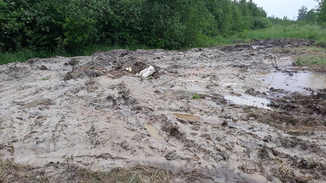 На Львівщині невідомі закопали поросят в болоті