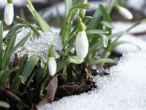 Весна на Україну прийде на початку березня