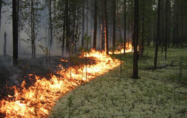 На Львівщині горів ліс