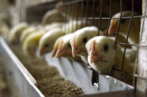 В Україні заборонили імпорт та споживання птиці з Німеччини, Болгарії та Угорщини