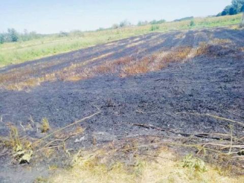 На Жидачівщині через спалювання сухостою згоріла пшениця