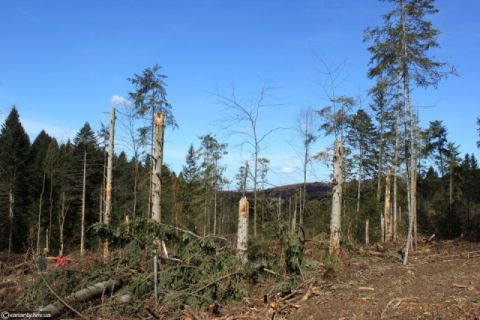 У Стрийському лісництві незаконно вирубують ліс