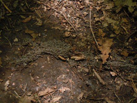 У Брюховицькому лісі біля Львова виявили колонію невідомих личинок