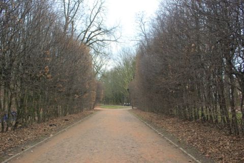 У Львові буде майже 30 дерев-пам’яток природи