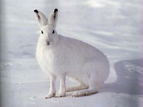 Зимовий облік мисливської фауни проходить в угіддях Львівщини