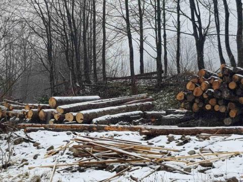 Мешканці Івано-Франківщини просять зупинити масову вирубка лісів у Карпатах