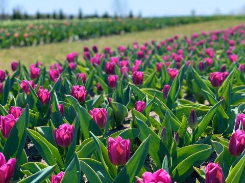 Підприємець з Нідерландів подарував Львову 60 тисяч тюльпанів