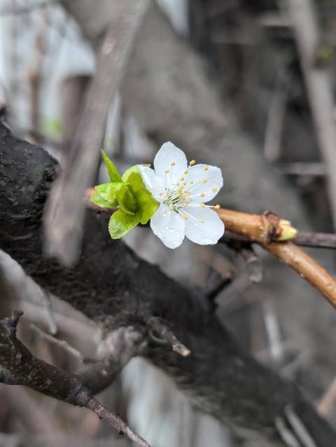 Погода на вівторок: ясно, +12°C