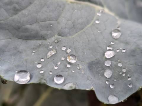 Погода на п'ятницю: дощ, +16°C