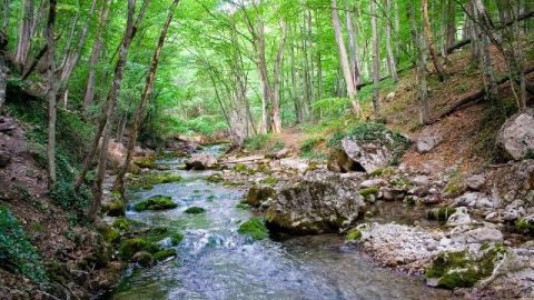 На Львівщині збудують третій притулок для бурих ведмедів