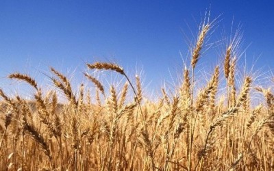 На Львівщині уже намолотили 404,1 тис тонн ранніх зернових