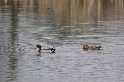 На Львівщині склали перелік водойм, де можна ловити рибу в нерестовий період