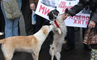 Прокуратура вивчить причини бездіяльності міліції у питаннях захисту тварин у Львові