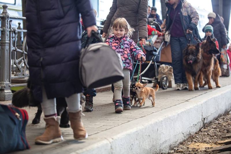 Кількість переселенців на Львівщині зросла з 260 до 500 тисяч – Козицький