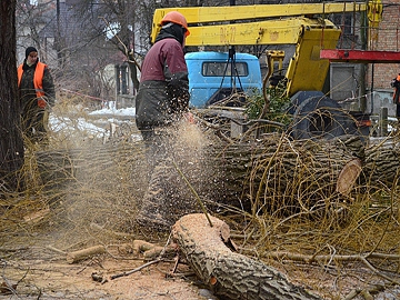 У Львові на площі Ринок розпочали зрізання каштанів