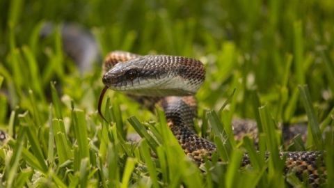 На Львівщині двоє людей потрапили до лікарні через укус змії