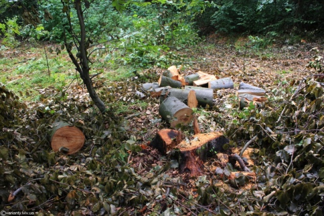 Головний лісничий дозволив незаконно вирубали ліс на Львівщині