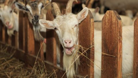 Бельгійські кози кошмарять Мостищину
