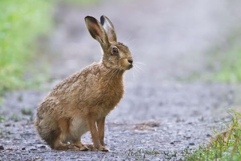 На Львівщині стартував сезон полювання на зайців