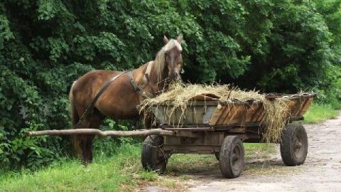 На Сокальщині водій підводи впав під її колеса та загинув