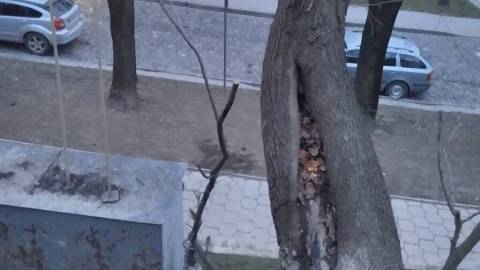 Вулицю Коцюбинського перекриють для транспорту через вирубку дерев