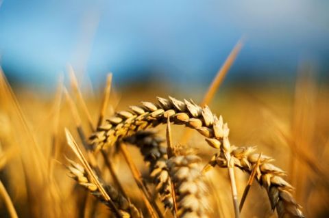 Україна може припинити експорт пшениці – німецькі ЗМІ