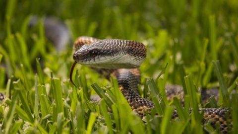 На Сколівщині місцеву мешканку вкусила змія