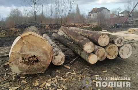 Чоловіку, який незаконно зрубав 9 дерев на Самбірщині, загрожує 3 роки ув'язнення