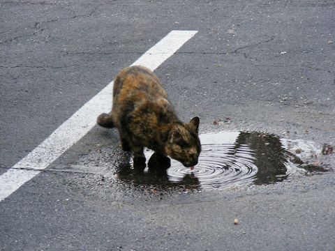 У Львові частково заборонили вилов безпритульних котів