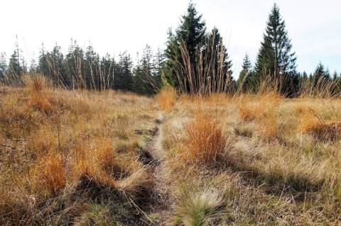 Влада Львова виграла суд щодо останньої ділянки заказника Торфовище Білогорща