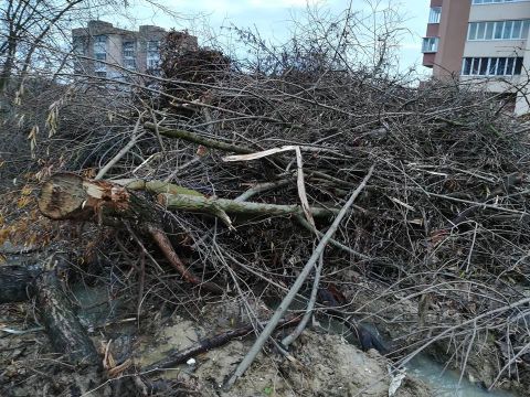 У Львові незаконно вирубали дерева вартістю понад 50000 гривень