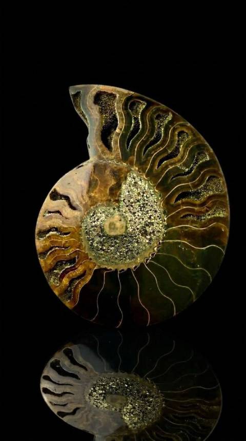 виставка київської дизайнерки та художниці Ольги Шинкаренко «Мушлі з епохи динозаврів»