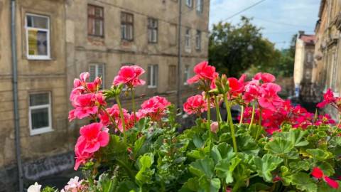 35 учасників змагаються у конкурсі на найзаквітчаніші балкони Львова