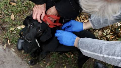 У Брюховичах домашніх тварин безплатно вакцинуватимуть від сказу