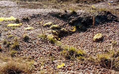 Екологи заявили, що равлики, яких викинули біля Жовкви, не забруднюють навколишнє середовище