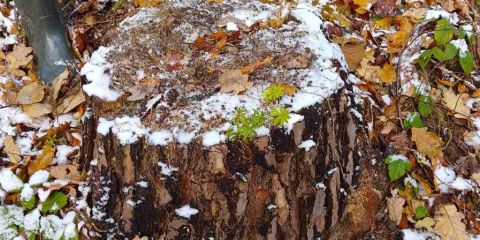 На Самбірщині незаконно зрізали дерев на майже 300 тисяч гривень