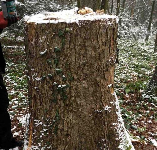 У заповіднику Дрогобича зрубали більше 100 віковічних дубів