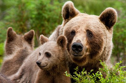На Львівщині планують створити реабілітаційний центр для ведмедів