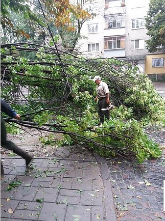 На вулиці Шевченка заблоковано рух трамваїв через падіння дерева