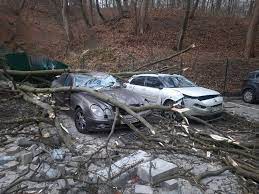 ЛКП «Зелений Львів» заплатить  майже 742 тис грн за пошкодження автівок внаслідок падіння дерева