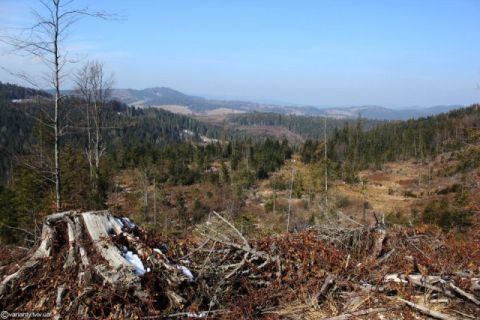 Цього року на Львівщині планують прокласти 80 км лісових доріг